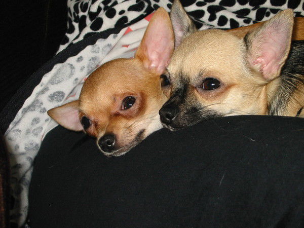 Елена Ткаченко