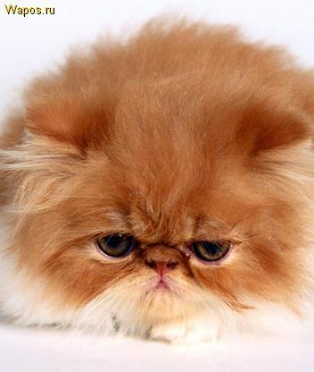 Ирина Галкина