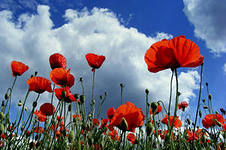 Алефтинка Красавица