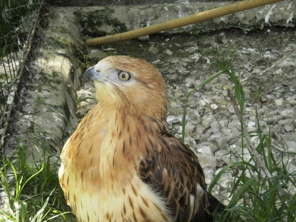 Ольга Шевчук