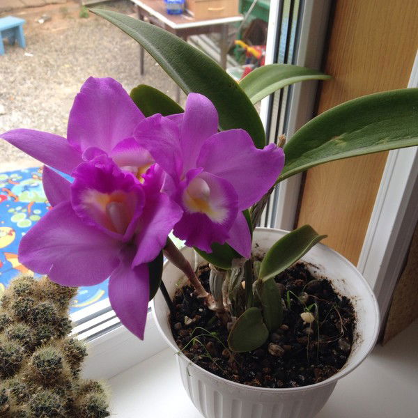 Таня Шепета