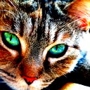 Константин Мррр