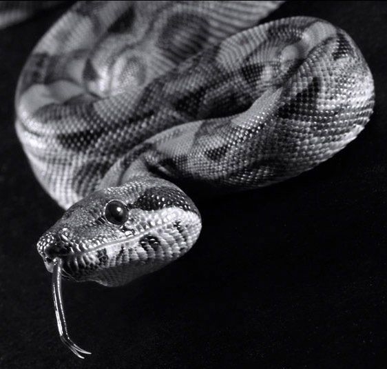 Марина Патрушева