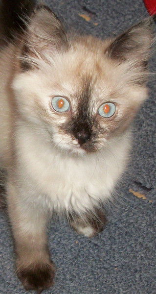 Лариса Осипова