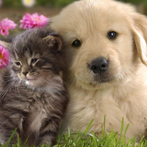 Eлена Шелковникова