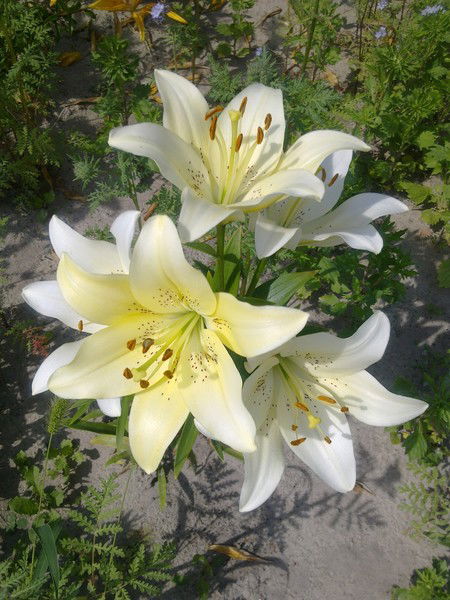 Надежда Шишова