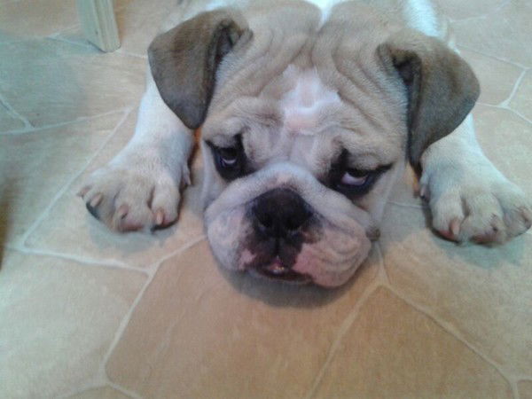 Лена Строкова