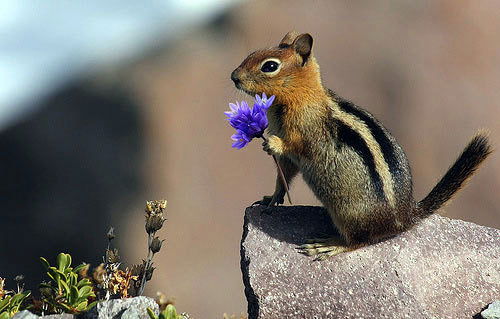 Владимир Любцов