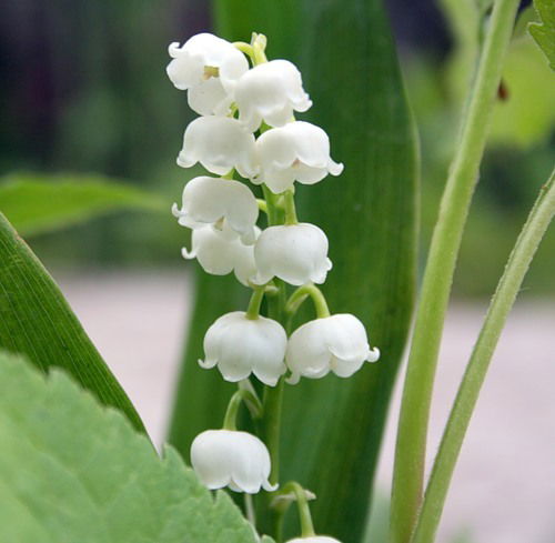 Свтелана Антонова