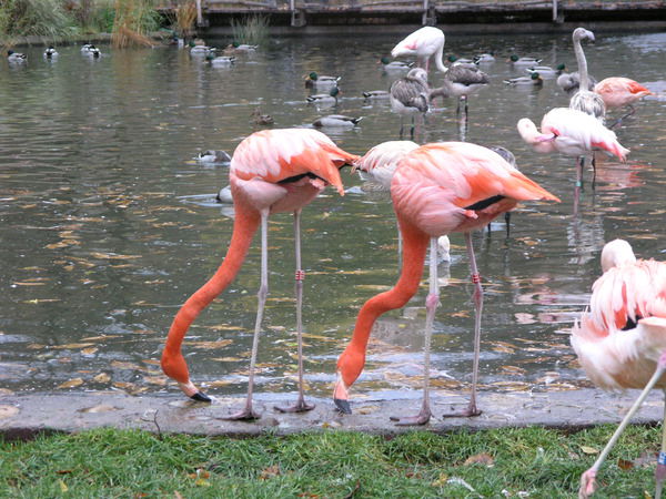 Ольга Карташова