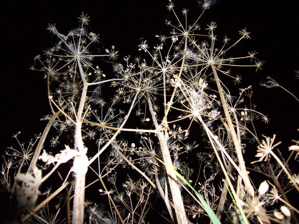 Максим Клещенков