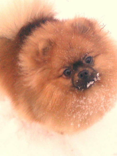 Светлана Антонова