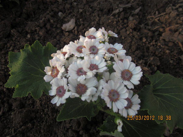 Белла Белова