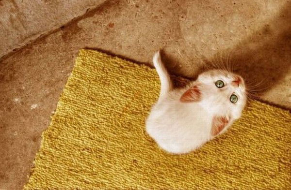 Галина Волегова