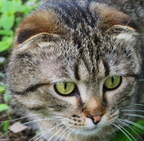 Оксана Грузинова