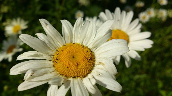 Ольга Батосько