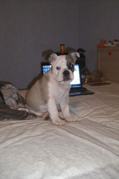 Дениска Трофимов