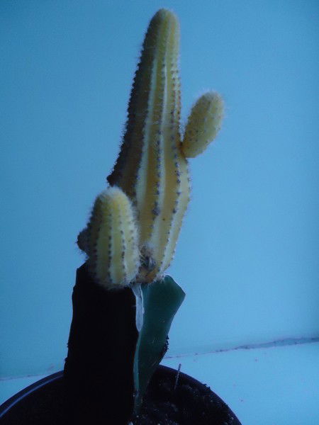 Юрий Болоболов