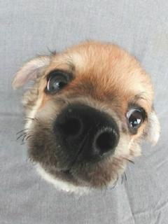 Костенко Любовь