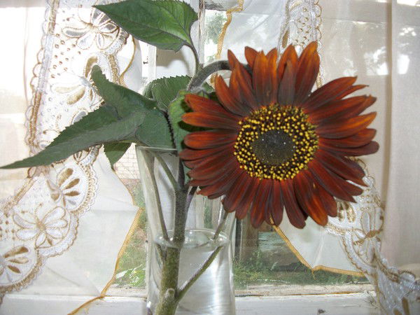 Снежная Лавина