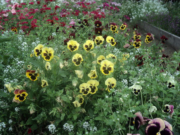 Людмила Терещенко