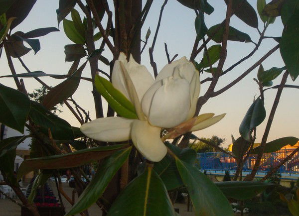 Наталья Дубинина