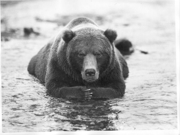 Владимир Гладенко