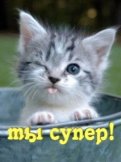 Евгения Николаева