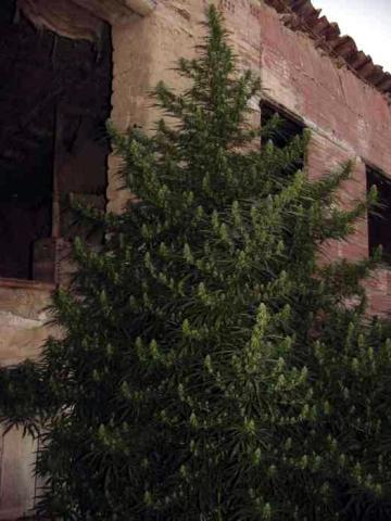 Вадим Бровко