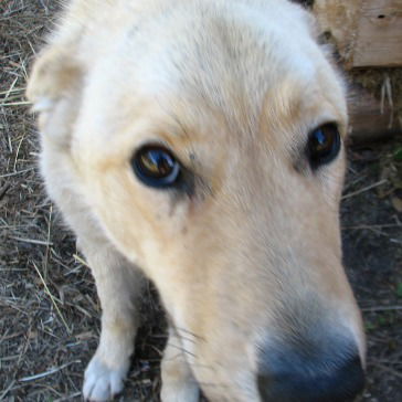 Алексей Барангол