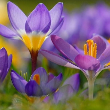 Ирина Пазина