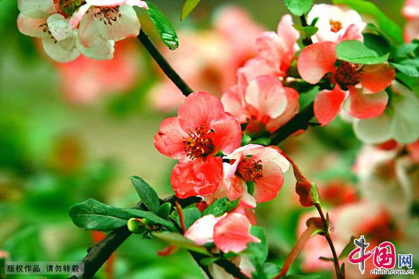 Раш Кусаинова