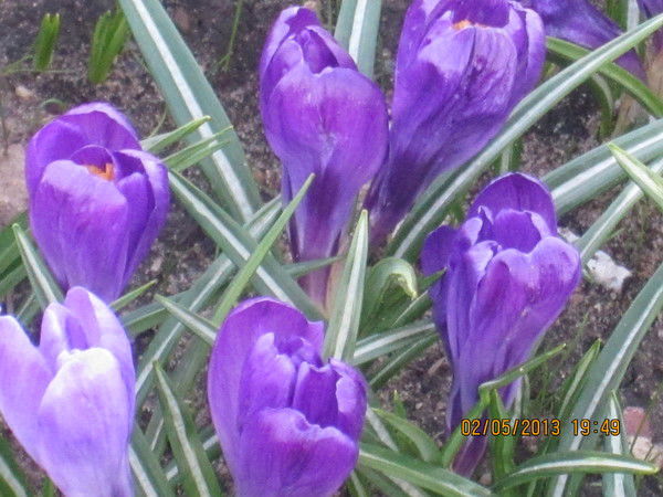 Игорь Ширманов