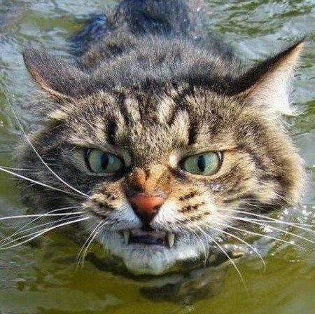 Владимир Малинин