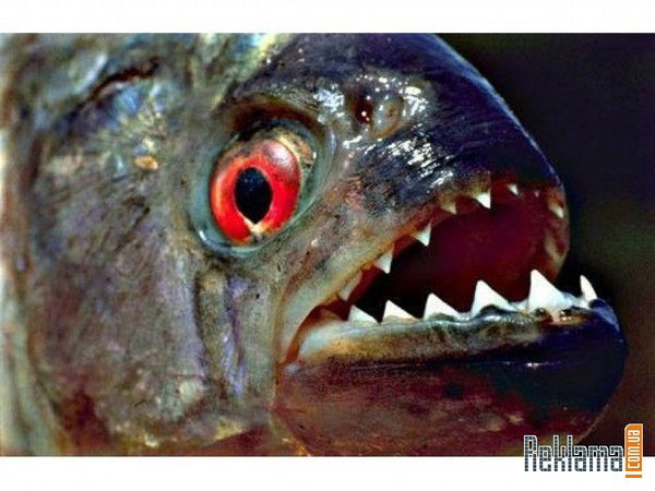 Иван Немчинов