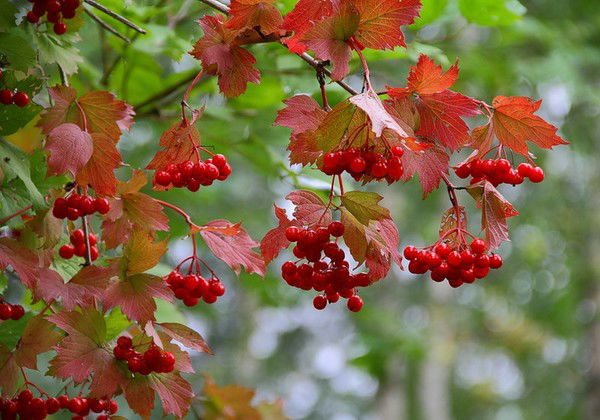 Ирина Казакова