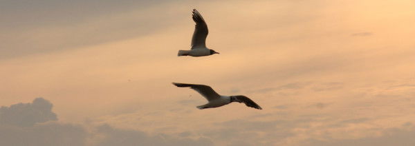 Роман Паничкин