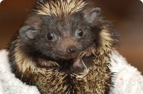 Андрей Мурашов