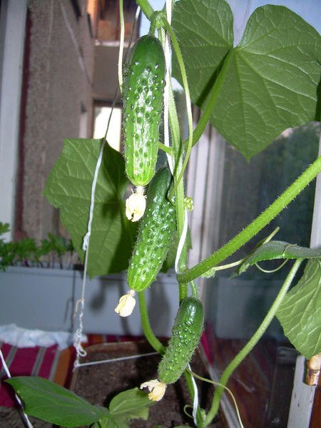 Александра Минина (Зимина)