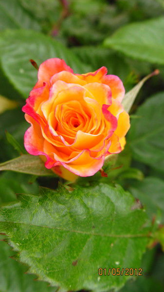 Светлана Султанова