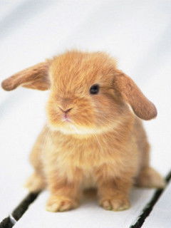 Зоя Одноволова