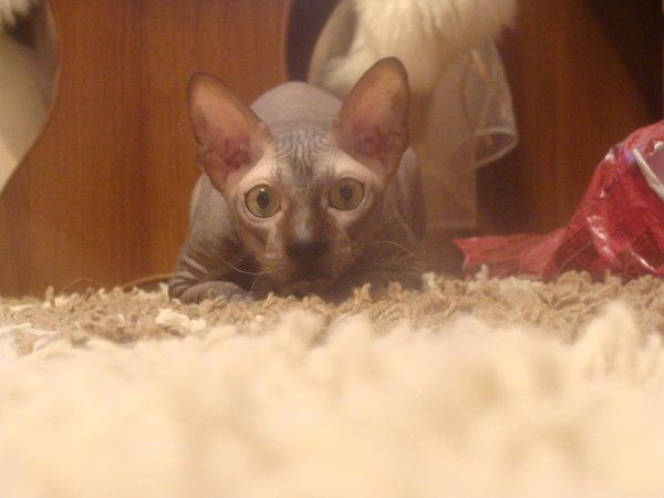 Алла Антонова