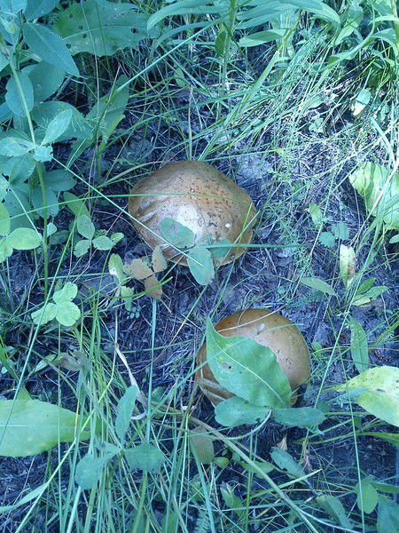 Алена Сахон