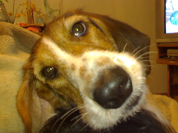 Глаксиния Бассет Zf