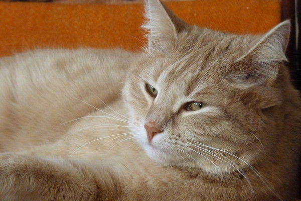 Любовь Лёшкина