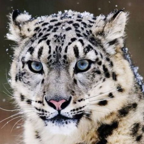 Иван Клещев