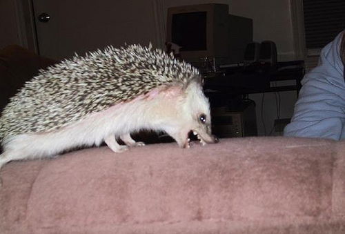 Дмитрий Брюзгин