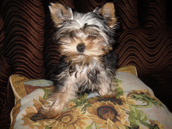 Ольга Березина