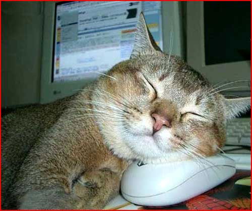 Мохов Владимир