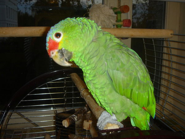 Ольга Киселева